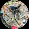 magentakat